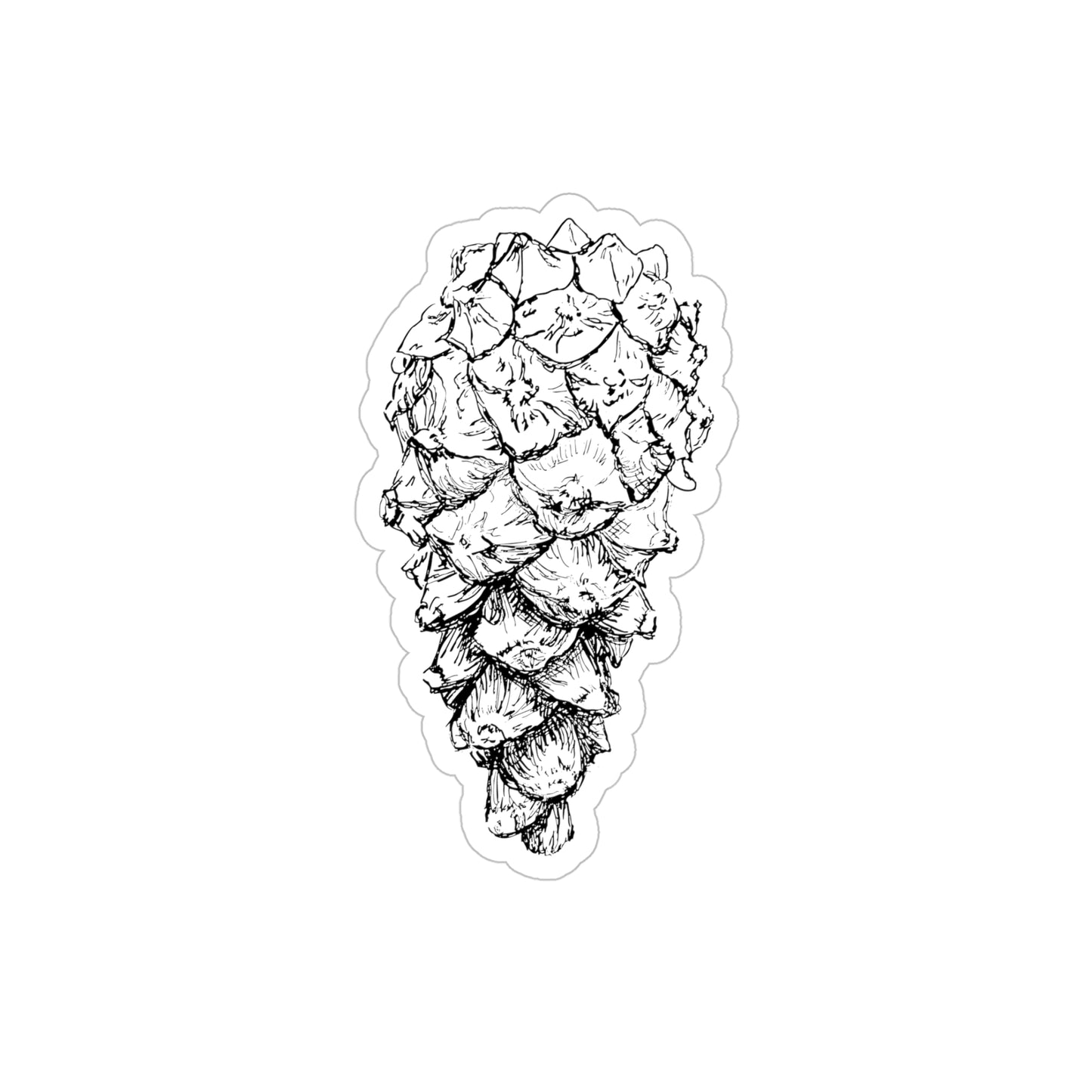 Transparent Sticker - Pinus sylvestris / Scots Pine Cone