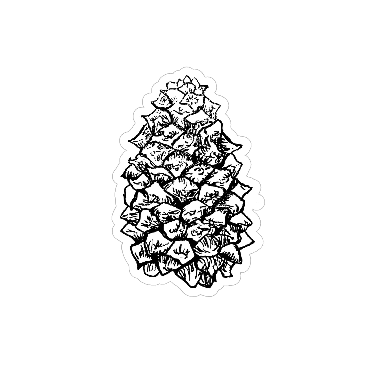 Transparent Sticker - Pinus contorta / Lodgepole Pine Cone