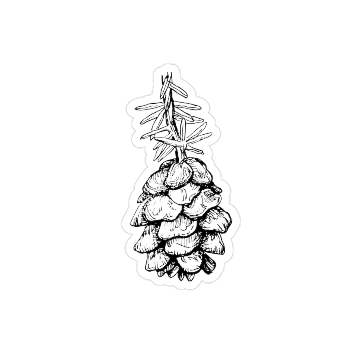 Transparent Sticker - Tsuga heterophylla / Western Hemlock Cone