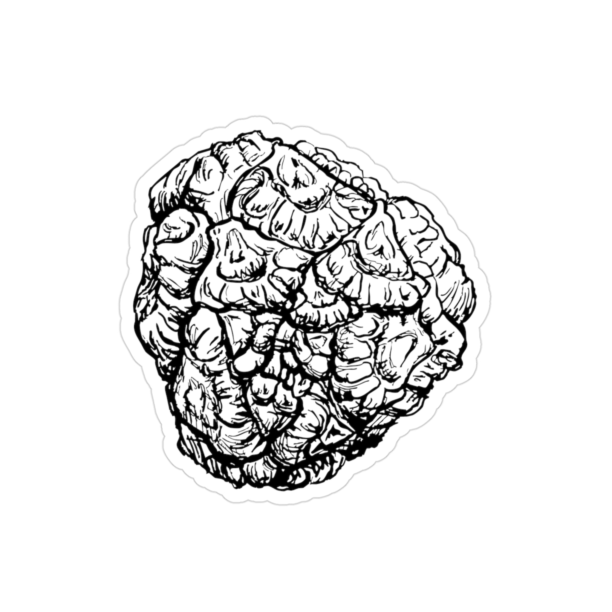 Transparent Sticker - Taxodium distichum / Bald Cypress Cone