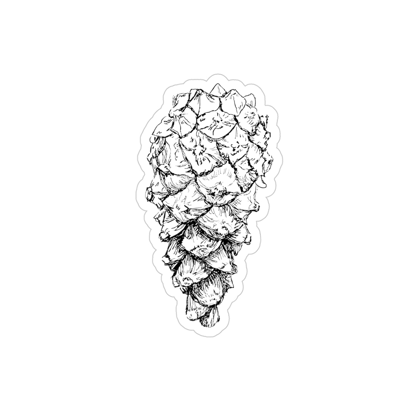 Transparent Sticker - Pinus sylvestris / Scots Pine Cone