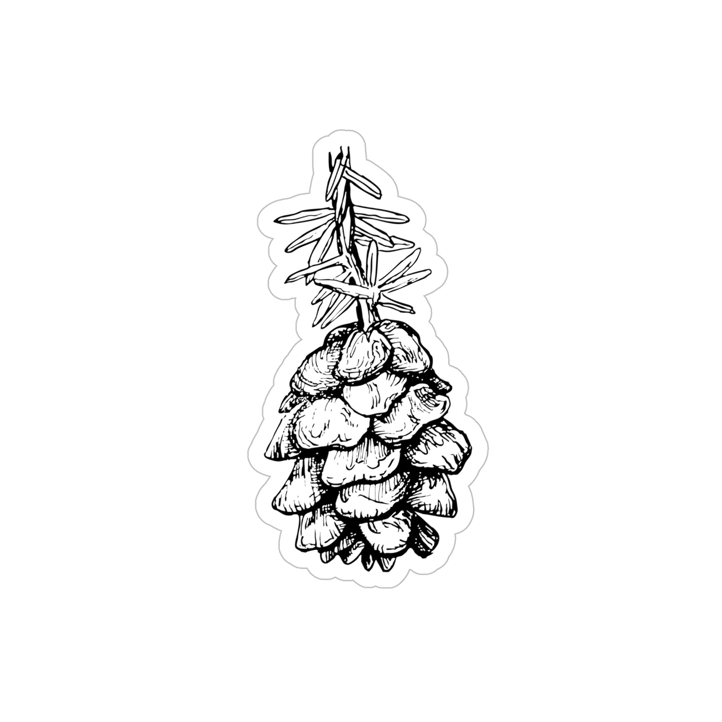 Transparent Sticker - Tsuga heterophylla / Western Hemlock Cone